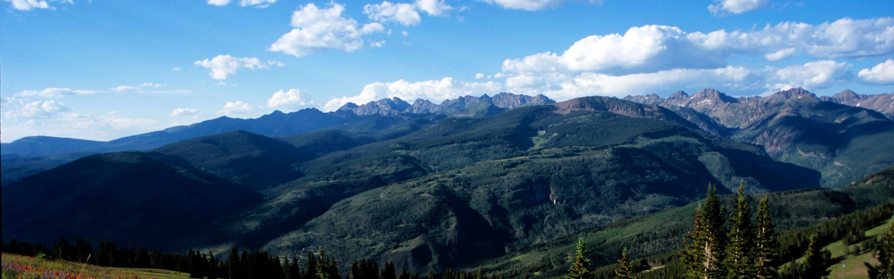 Wildflowers on the mountain in summer In Vail, CO.