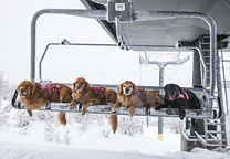 are dogs allowed at heavenly ski resort